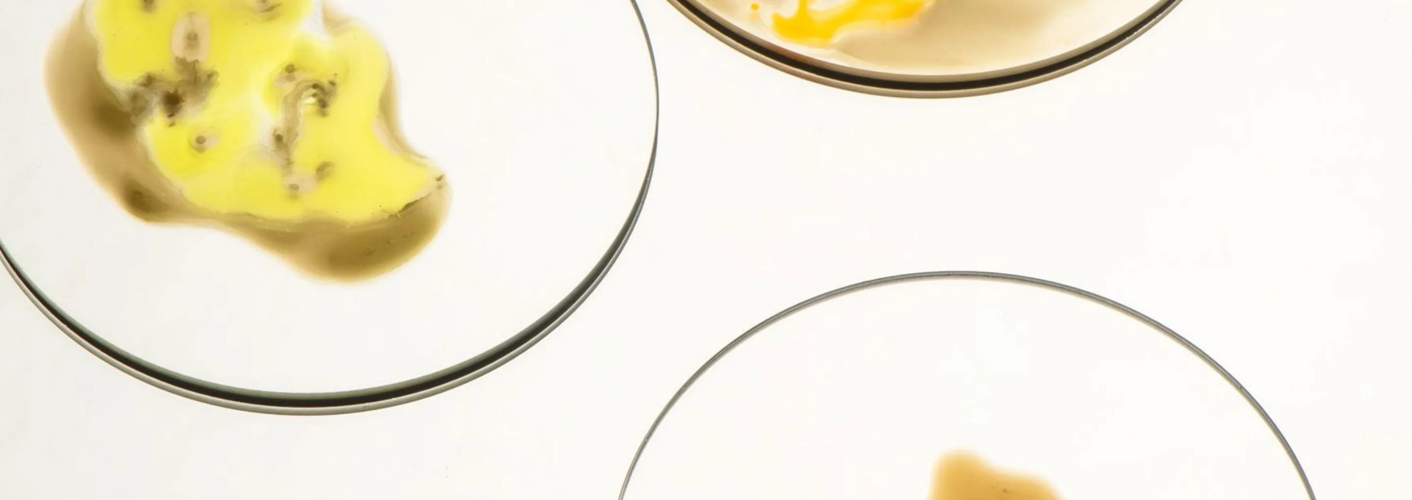 Cidrani vinegar cultures in petri dishes